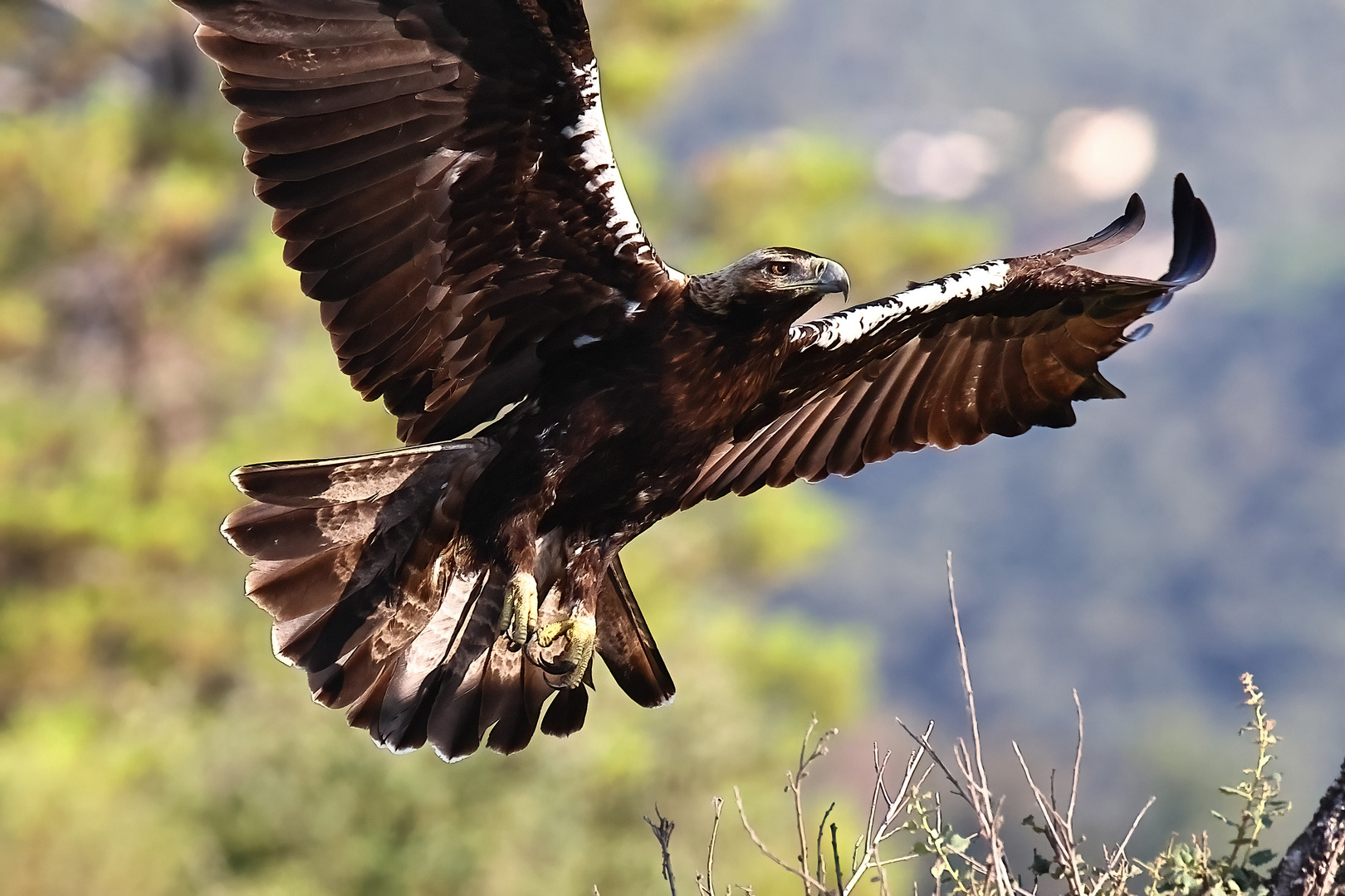 adulter Iberischer Kaiseradler