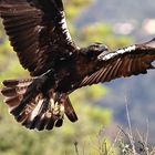 adulter Iberischer Kaiseradler