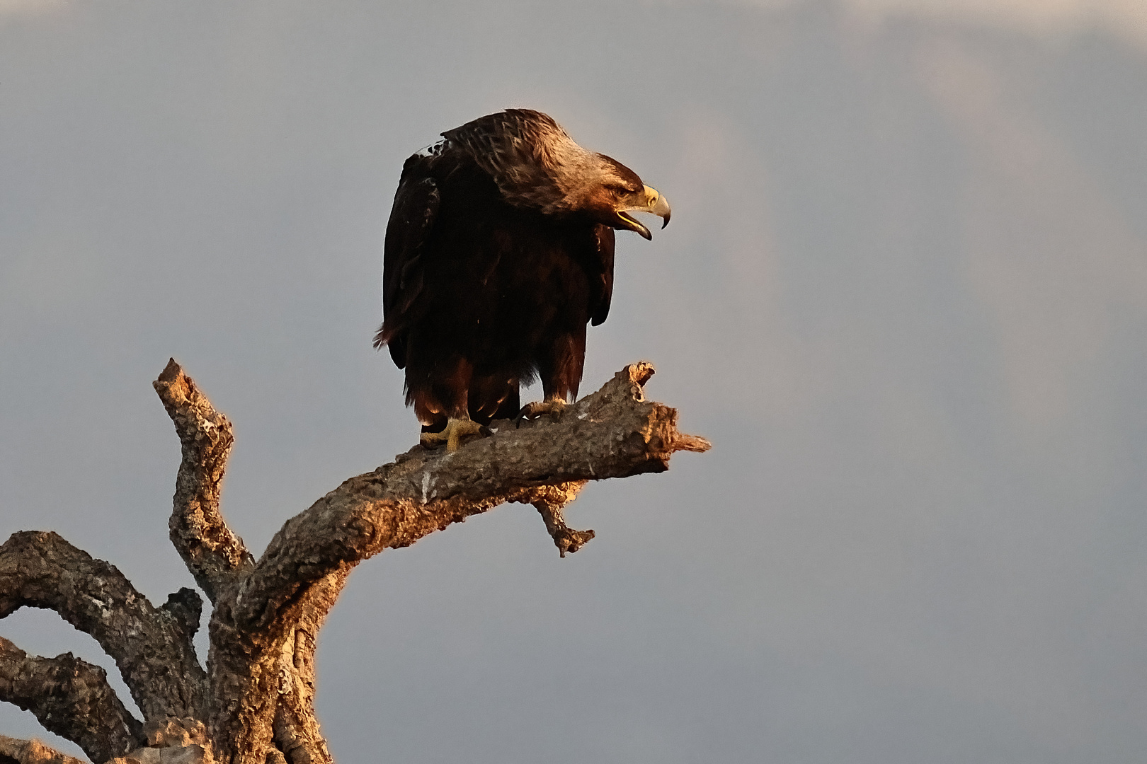 adulter Iberischer Kaiseradler