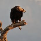 adulter Iberischer Kaiseradler