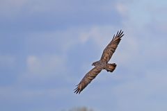 Adulter Mäusebussard an der Straße nach Linum.