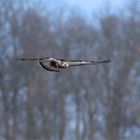 Adulter Raufußbussard, Buteo lagopus