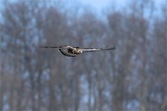 Adulter Raufußbussard, Buteo lagopus