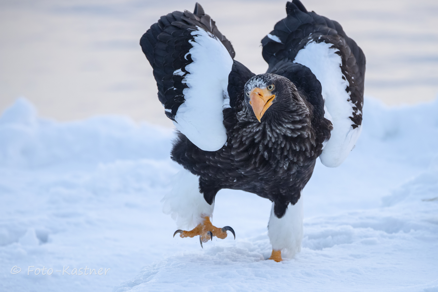 adulter Riesenseeadler (Haliaeetus pelagicus)