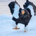 adulter Riesenseeadler (Haliaeetus pelagicus)