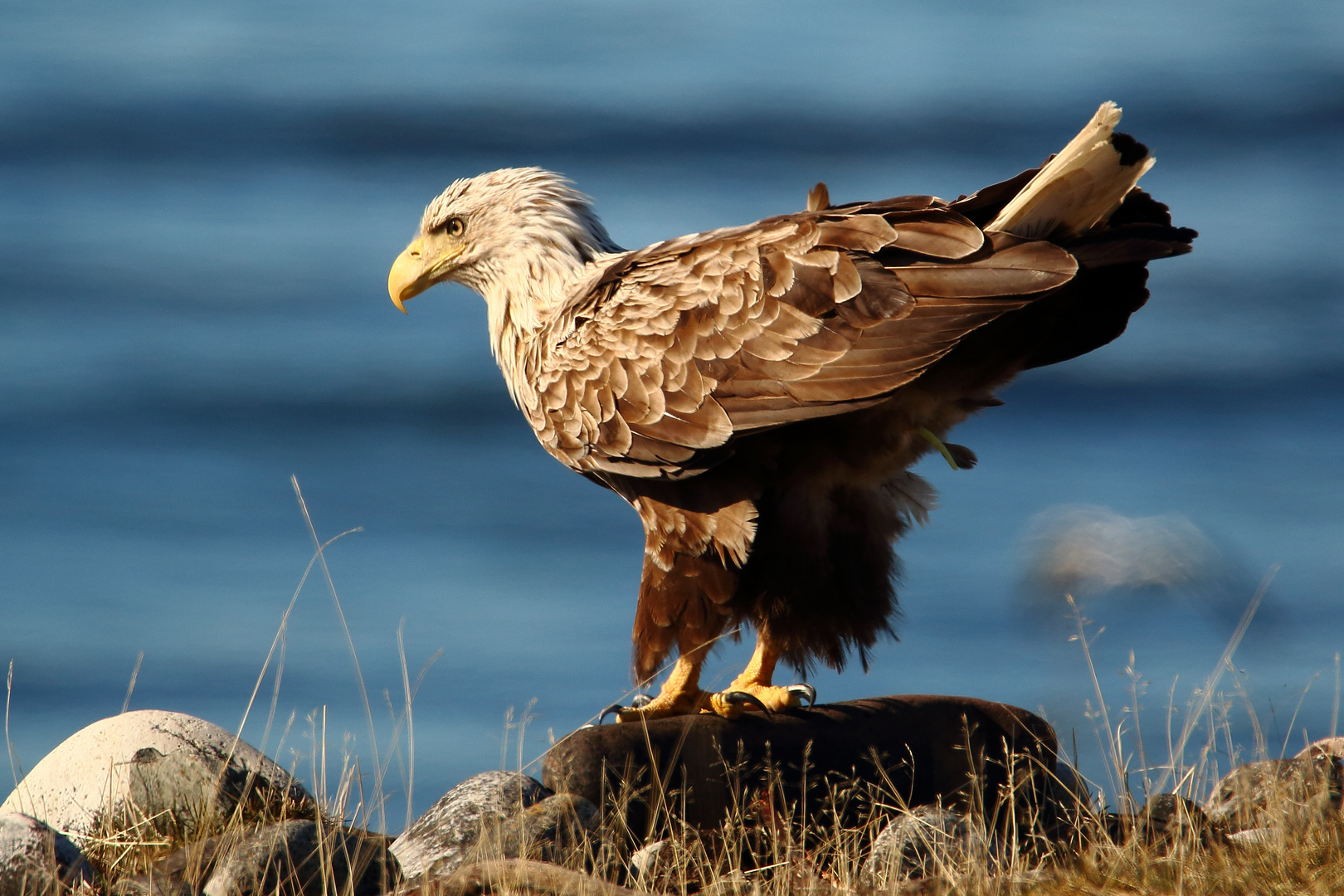 Adulter Seeadler