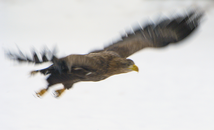 Adulter Seeadler