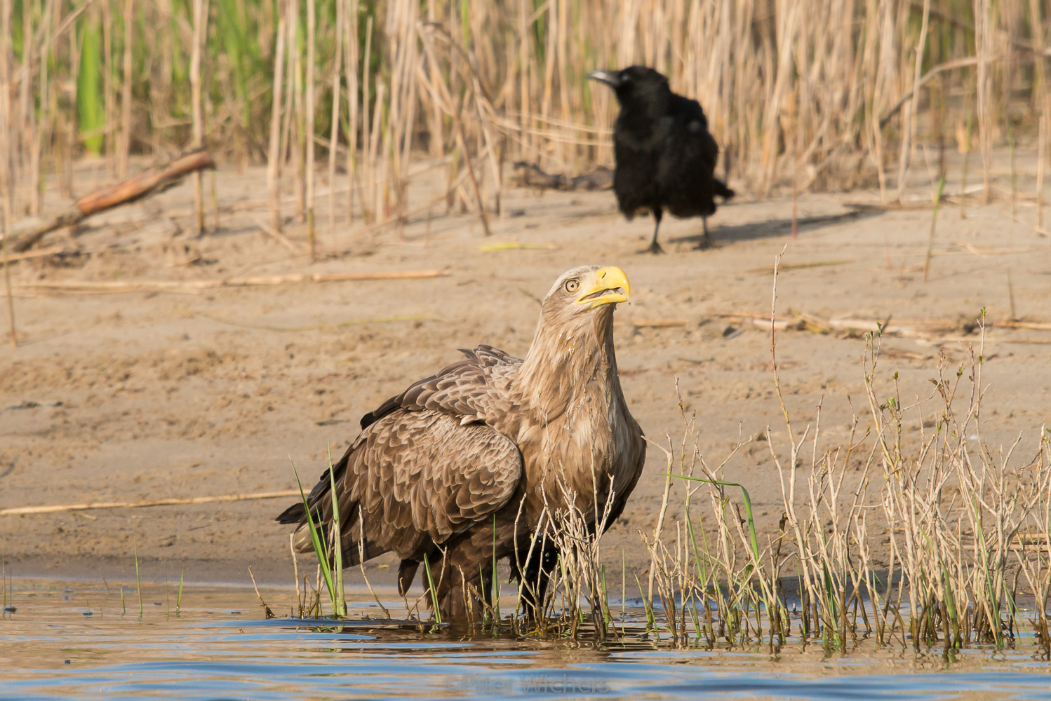 Adulter Seeadler..