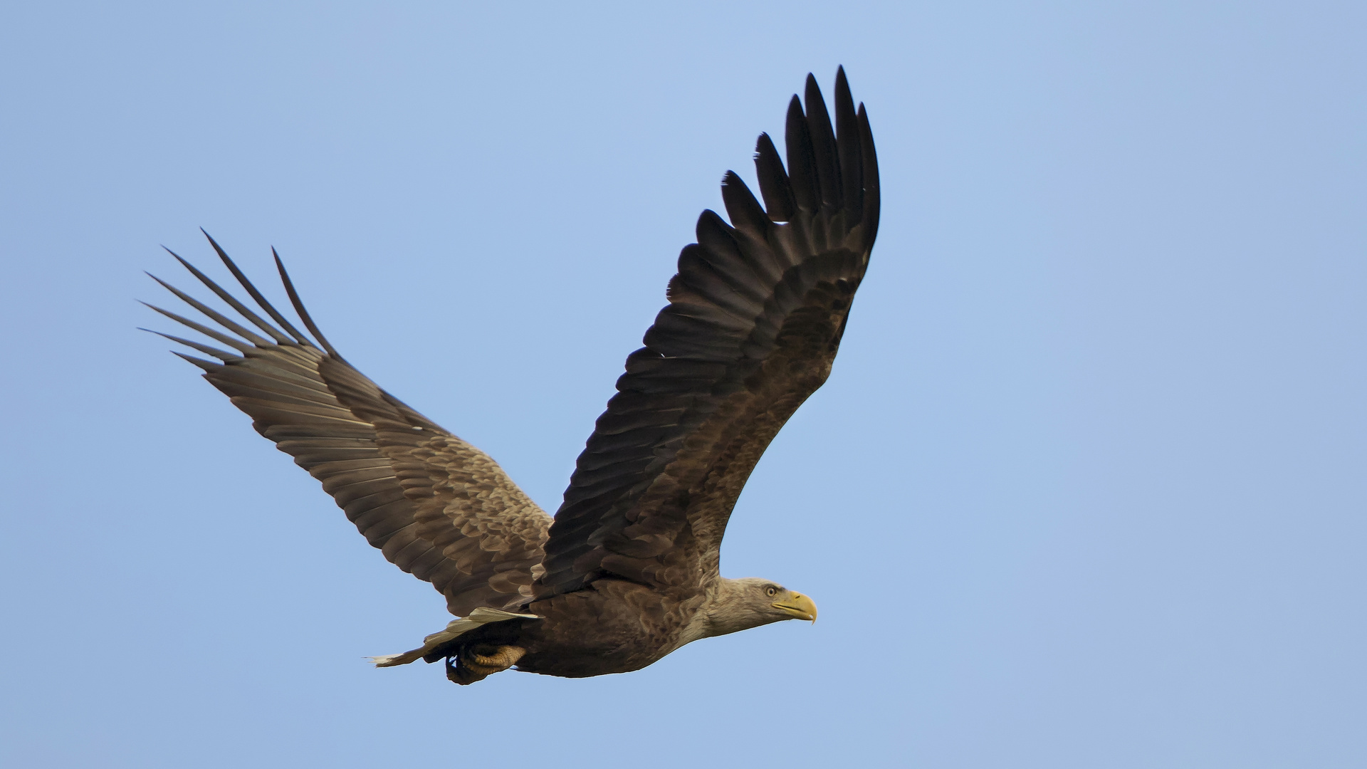 Adulter Seeadler