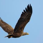 Adulter Seeadler