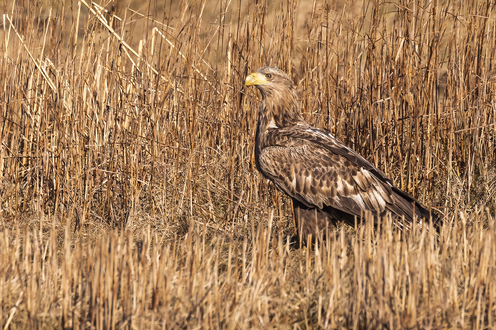 Adulter Seeadler