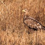 Adulter Seeadler