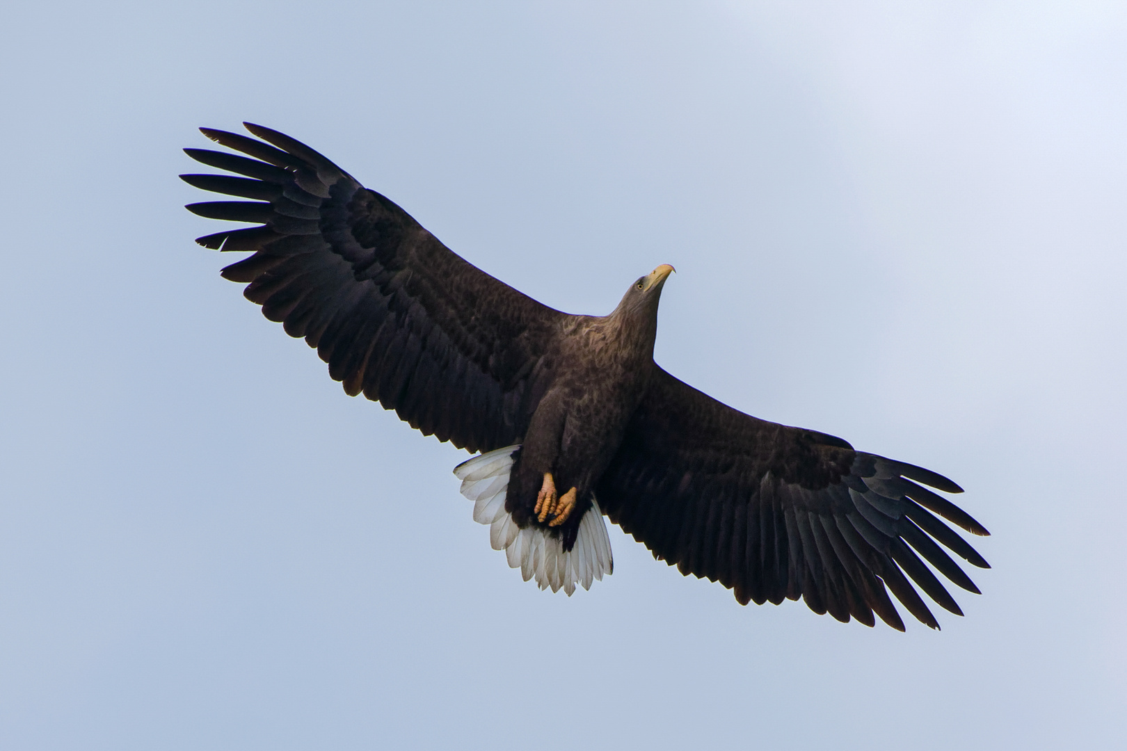 Adulter Seeadler 