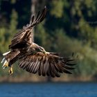 Adulter Seeadler an der Elbe.