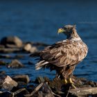 Adulter Seeadler an der Elbe.