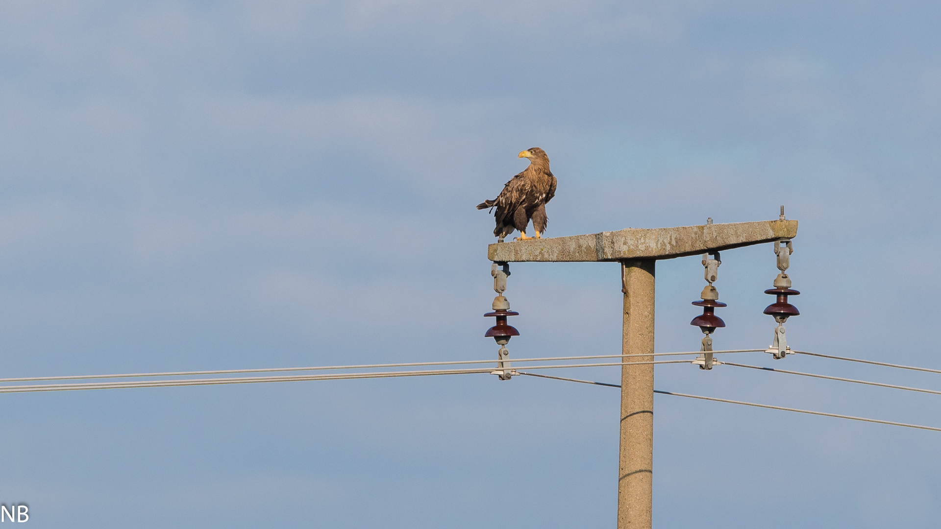 "Adulter Seeadler an E-Ladestation 2024"