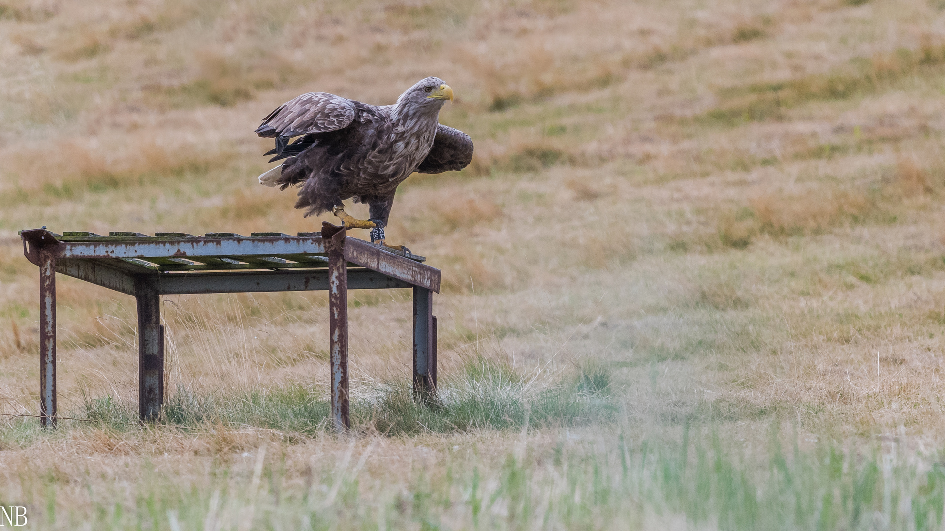 "Adulter Seeadler auf Ansitzwarte 2023"