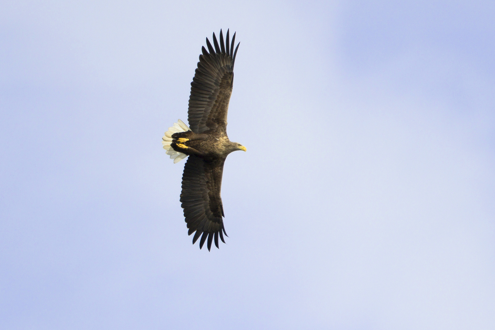 Adulter Seeadler