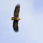 Adulter Seeadler