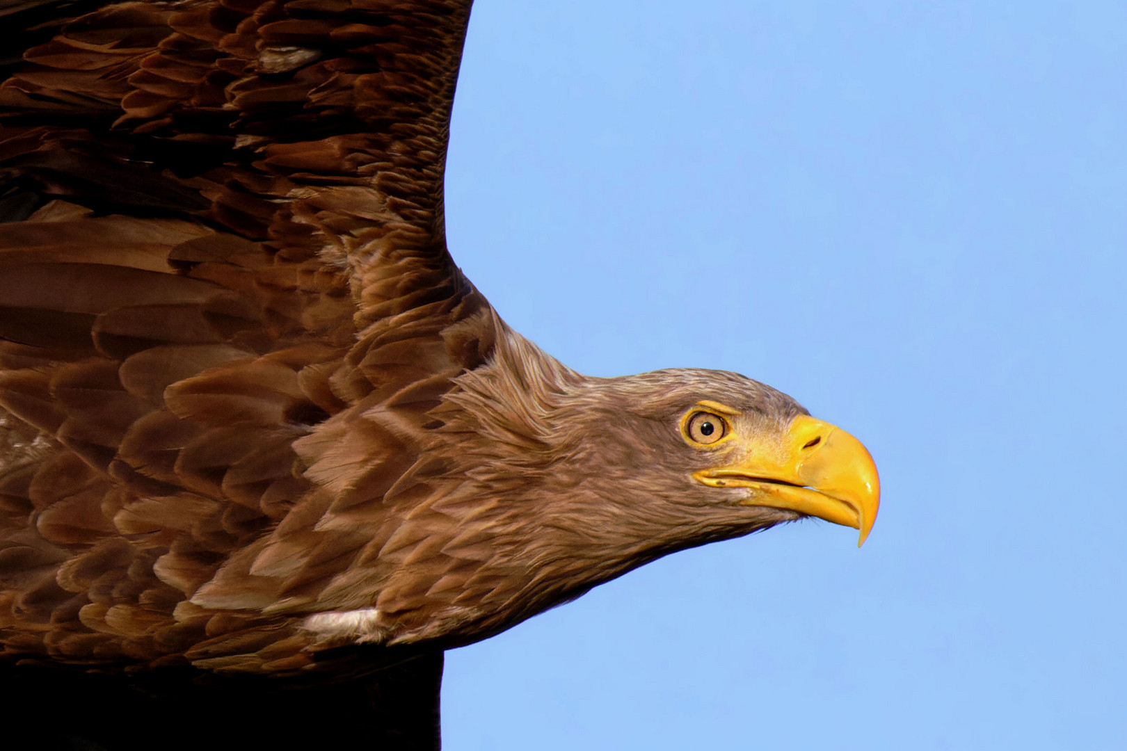 Adulter Seeadler - Flugportrait