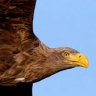 Adulter Seeadler - Flugportrait