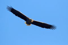 Adulter Seeadler (Haliaeetus albicilla)