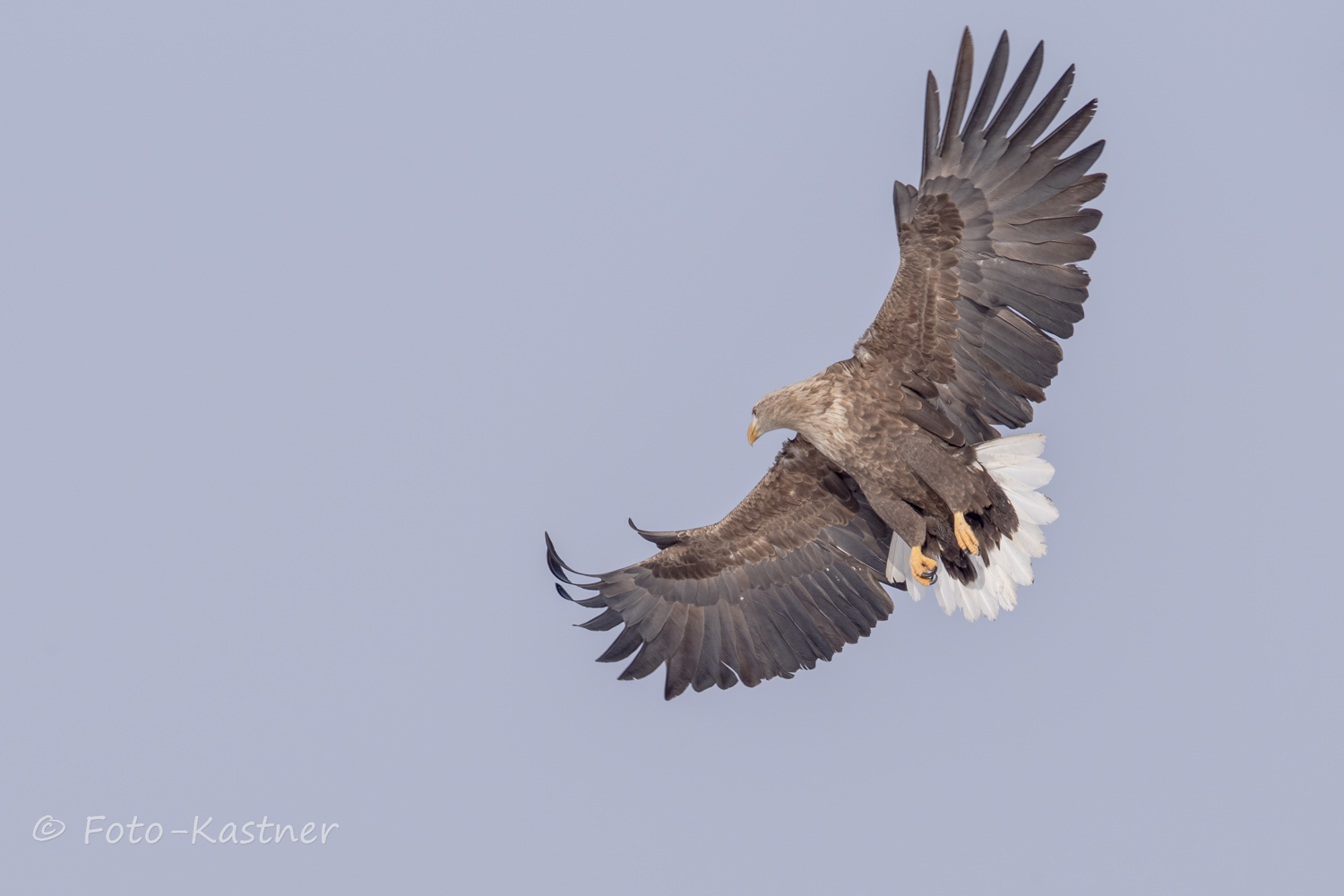 adulter Seeadler (Haliaeetus albicilla)