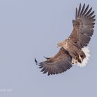 adulter Seeadler (Haliaeetus albicilla)