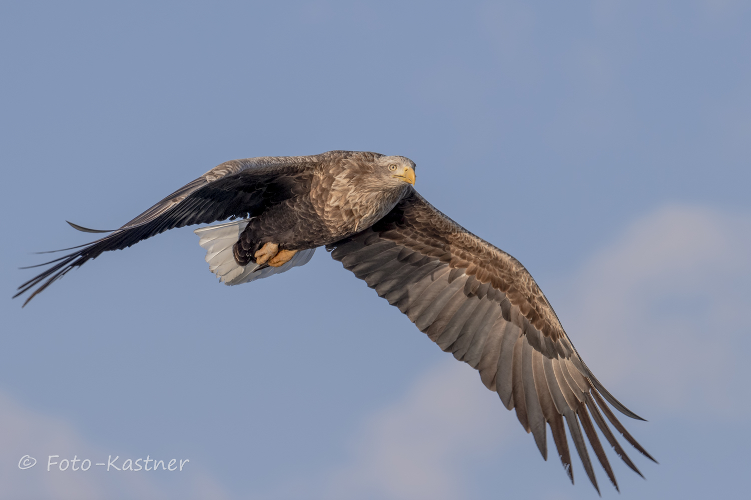 adulter Seeadler (Haliaeetus albicilla) 