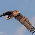 adulter Seeadler (Haliaeetus albicilla) 