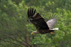 Adulter Seeadler  (Haliaeetus albicilla)