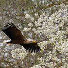 Adulter Seeadler (Haliaeetus albicilla)  