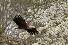 Adulter Seeadler (Haliaeetus albicilla)  