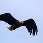 Adulter Seeadler (Haliaeetus albicilla) 