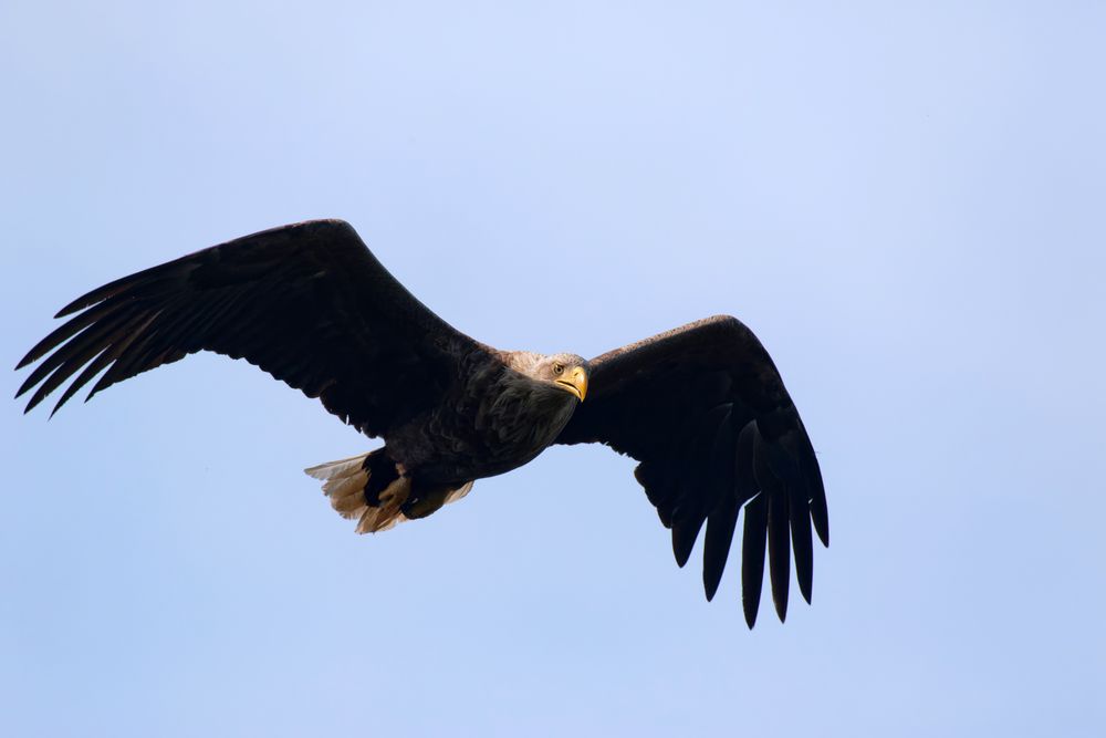 Adulter Seeadler (Haliaeetus albicilla) 