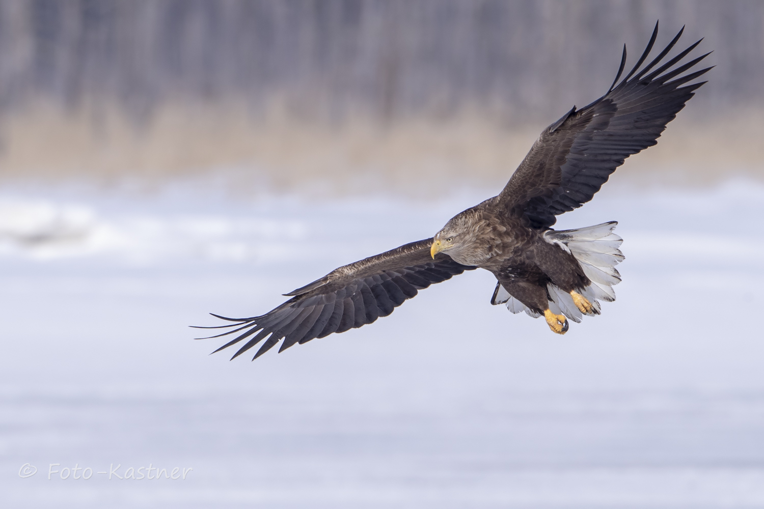 adulter Seeadler (Haliaeetus albicilla)