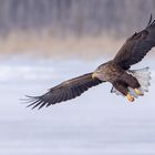 adulter Seeadler (Haliaeetus albicilla)