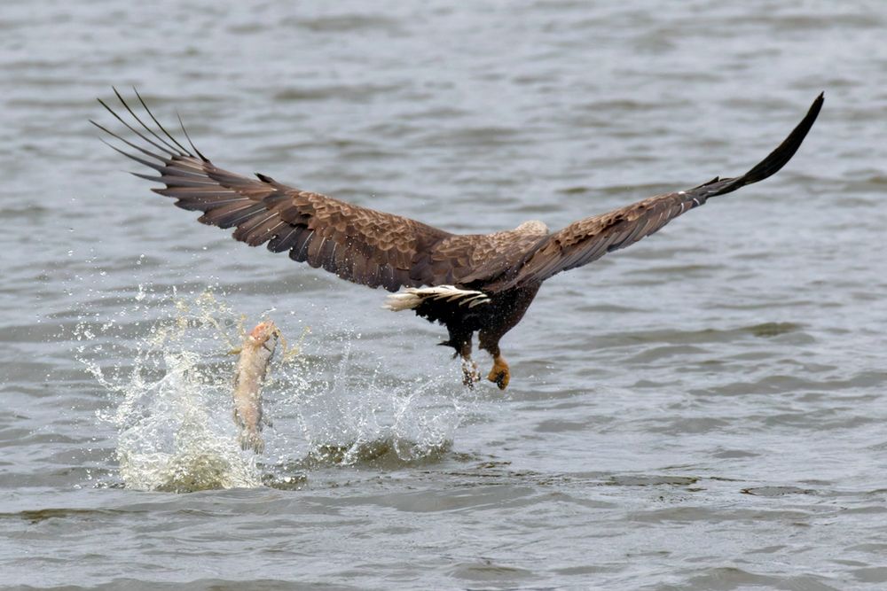 Adulter Seeadler (Haliaeetus albicilla) - Hecht verloren