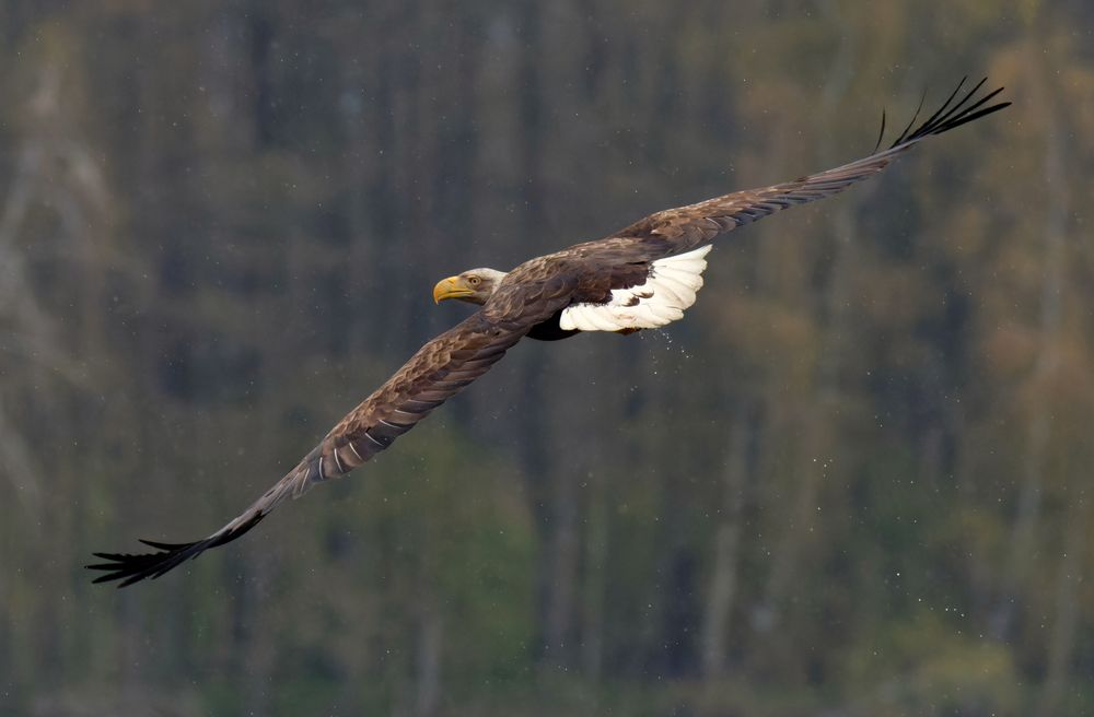 Adulter Seeadler (Haliaeetus albicilla)  im Regen