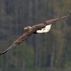 Adulter Seeadler (Haliaeetus albicilla)  im Regen