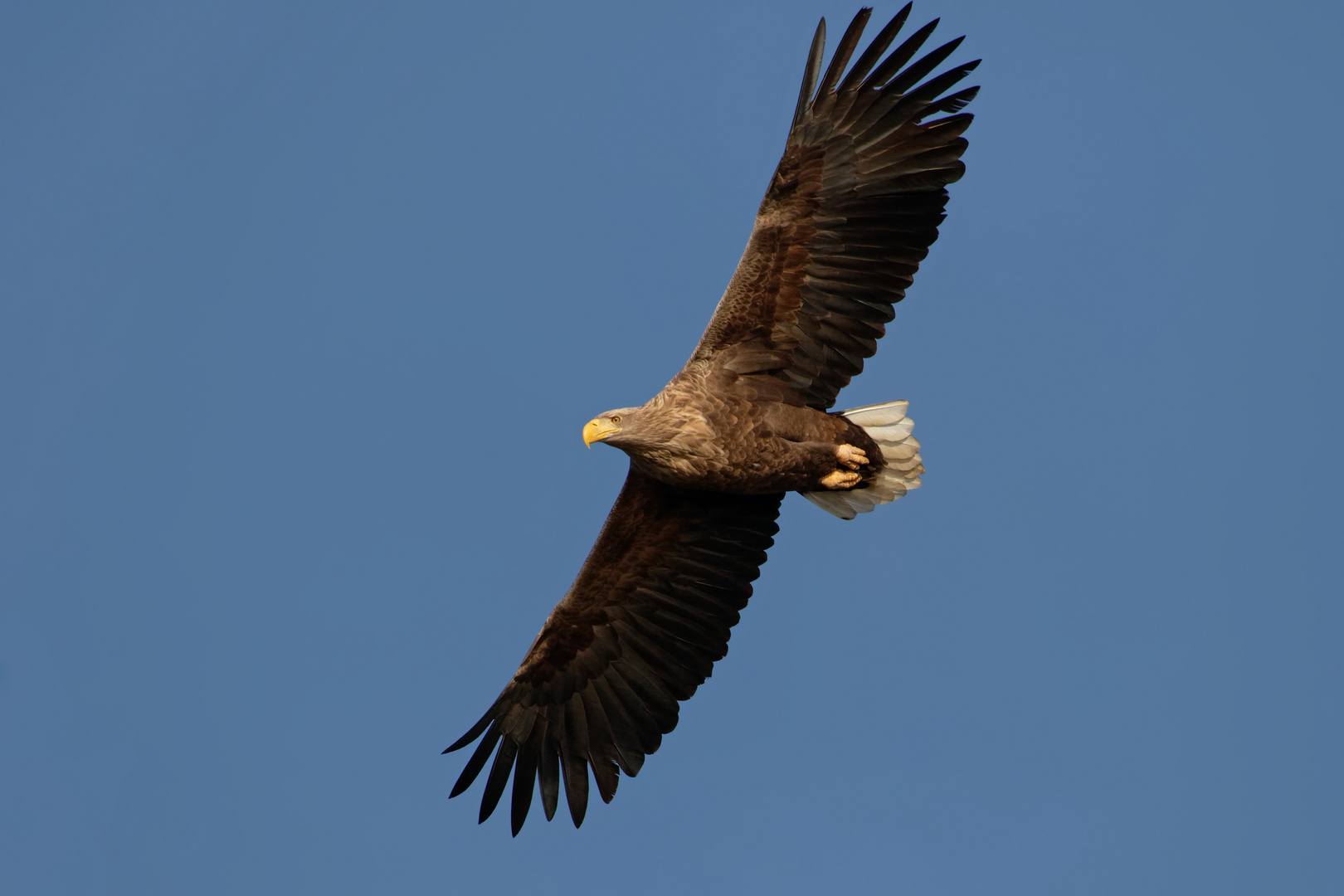 Adulter Seeadler (Haliaeetus albicilla) im Überflug