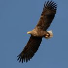 Adulter Seeadler (Haliaeetus albicilla) im Überflug