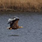 Adulter Seeadler (Haliaeetus albicilla) mit Beute 