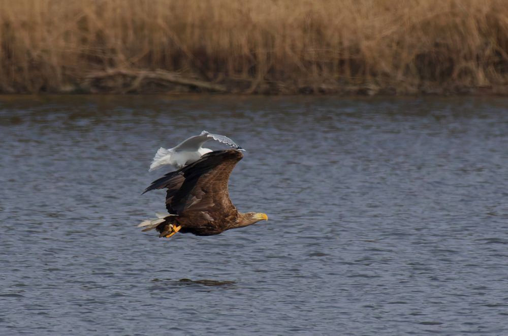 Adulter Seeadler (Haliaeetus albicilla) mit Beute 