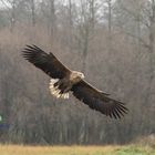 adulter Seeadler im Flug