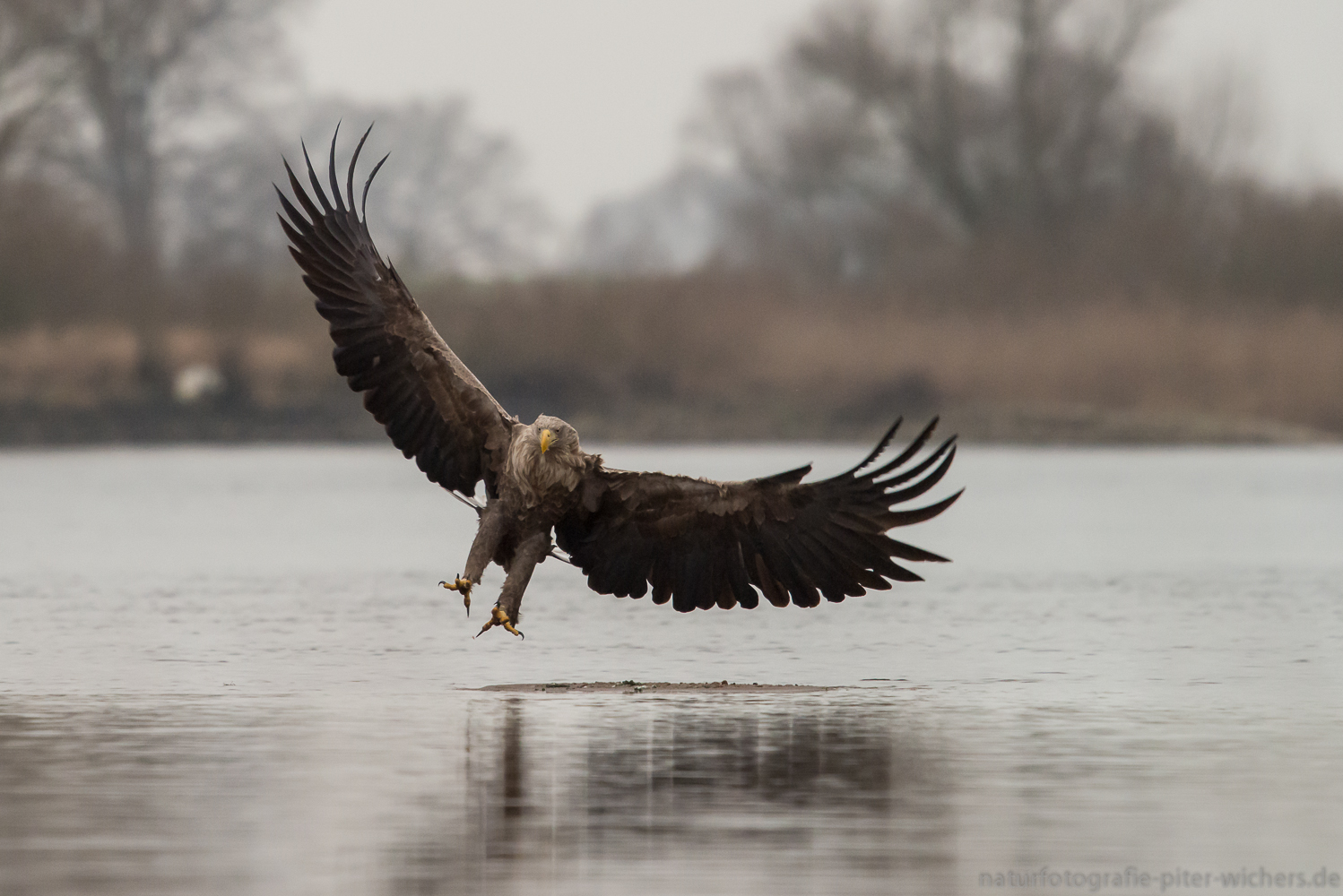 Adulter Seeadler landet..