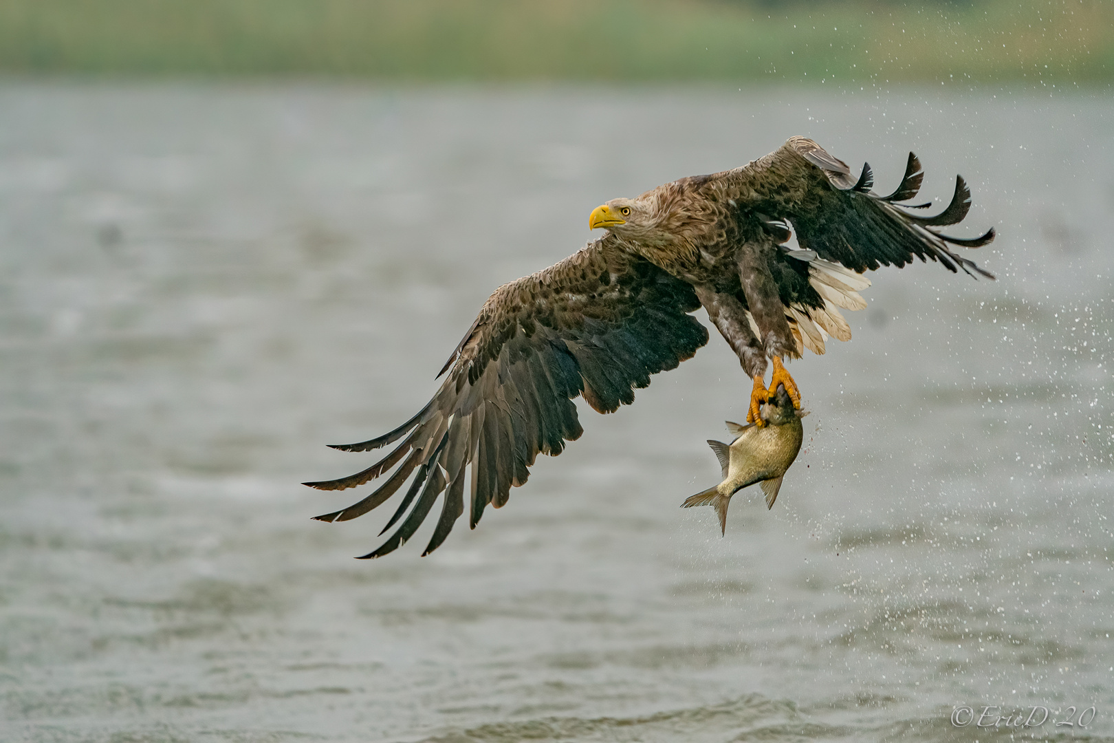 Adulter Seeadler mit Fangerfolg