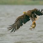 Adulter Seeadler mit Fangerfolg