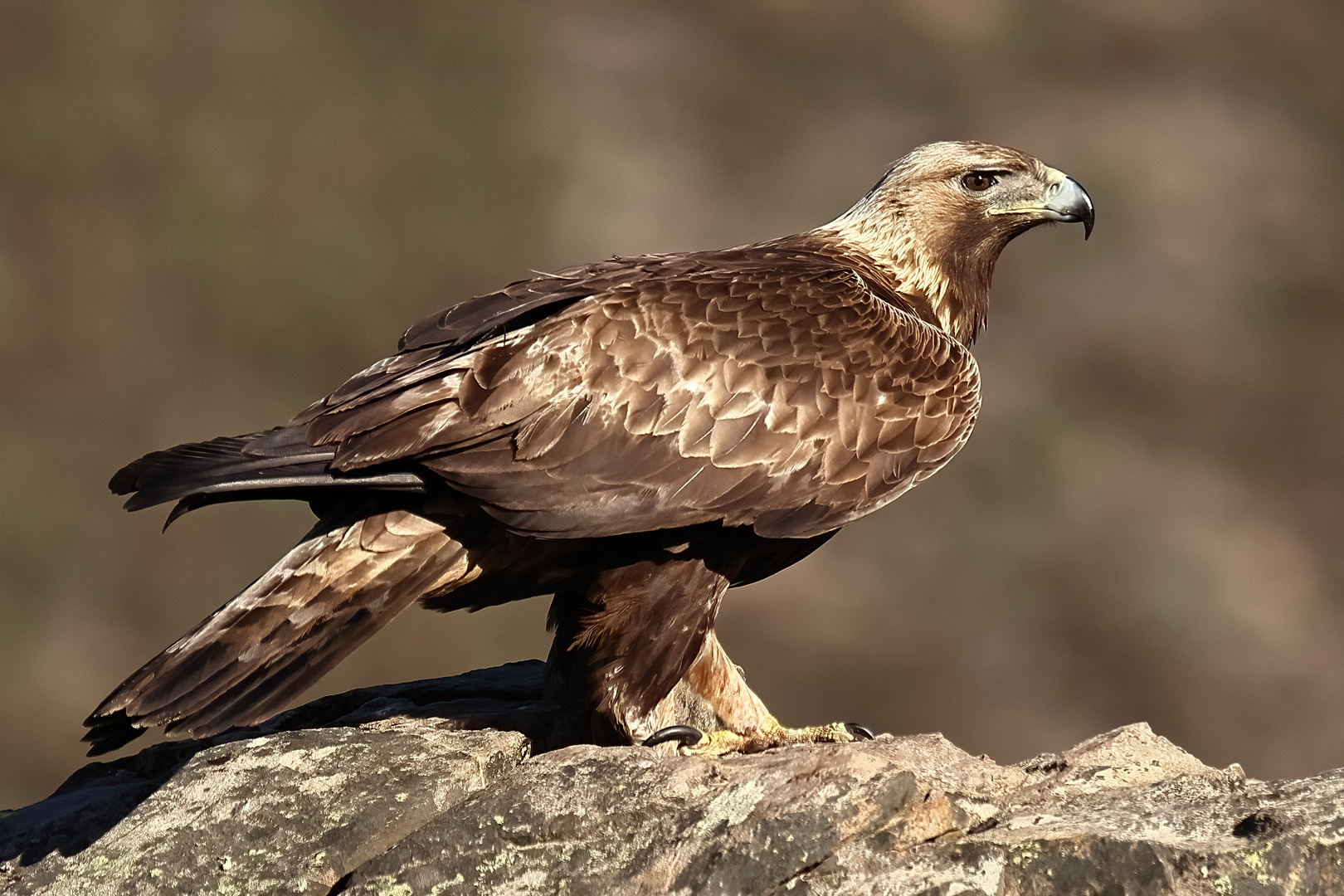 Adulter Steinadler auf Beobachtungsposten