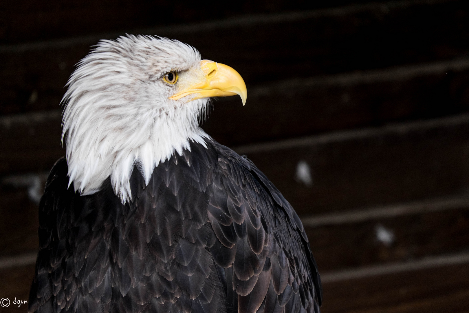 Adulter Weisskopfseeadler